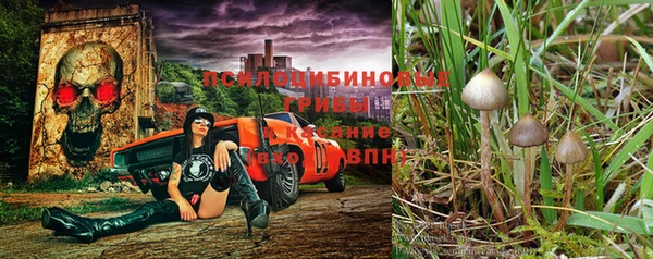 PSILOCYBIN Иннополис